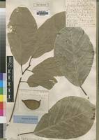 Image result for Sterculia subviolacea