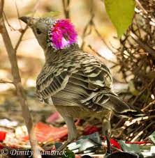 Great Bower Bird Lives Northern Australia By Dimity Bambrick They Live From Broome In Western Au Australian Native Animals Beautiful Birds Australia Animals