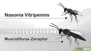 Using cedar chips is another great natural method to get rid of fleas. How To Get Rid Of Flies Outside 15 Steps With Pictures