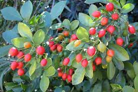 Murraya paniculata, commonly known as orange jasmine, orange jessamine, china box or mock orange, is a species of shrub or small tree in the family rutaceae and is native to south asia, southeast asia and australia. Mock Orange Weed Identification Brisbane City Council