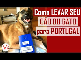 Good availability and great rates. Como Levar Seu Cachorro Para Portugal Canal Maximizar Youtube