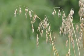 We did not find results for: File Avena Sativa Ruedershausen Jpg Wikimedia Commons
