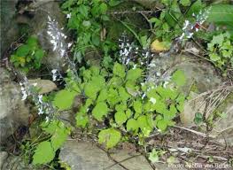 Image result for Plectranthus guruensis
