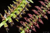 Image result for Bulbophyllum intertextum