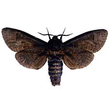 Image result for Cossus cossus