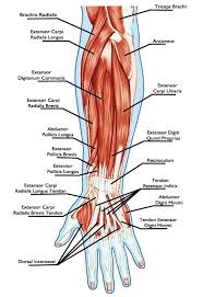 Deltoid comes from the greek word deltoeides, meaning shaped like a (river) delta, which is triangular. 10 Best Forearm Exercises For Men