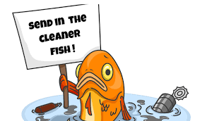 Learn Which Aquarium Fish Can Help You Keep Your Aquarium Clean From Algae Eaters To Snail Eaters We Cover All Types Cleaning Fish Fish Tank Cleaning Aquarium