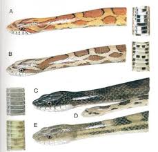 There are poisonous turtles, however. What You Should Know About Rat Snakes In Louisiana Owlcation