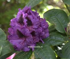 Rhododendron Peter Alan Tuin Ideeen Planten Tuin