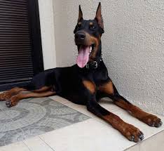 doberman pinscher dog breed information and pictures