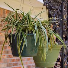 Image result for Chlorophytum galpinii