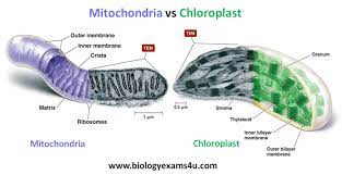 We did not find results for: Difference Between Mitochondria And Chloroplast