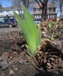 In the fall, layer spring flowering bulbs from the bottom up in a container and finish it off with a beautiful display of autumn color. Identifying Bulbs Growing In Early Spring By Shoots Spring Perennials Perennial Bulbs Spring Plants