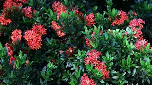 Image result for Jatropha campestris
