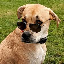 Funny Dog Pic Evcil Hayvanlar Hayvanlar
