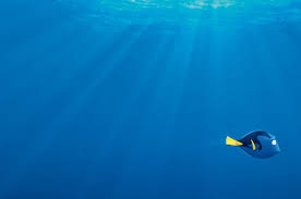 Model silabus sekolah dasarmadrasah ibtidaiyah sdmi tematik terpadu kementerian pendidikan dan kebudayaan jakarta 2017 daftar isi. Kenali Hewan Laut Ini Di Film Finding Dory 5 Fakta Menarik Dari Ikan Tang Biru Alias Dory Semua Halaman Intisari