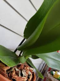 We did not find results for: Miracle Gro Moisture Control Potting Mix 2 Cu Ft Fred Meyer