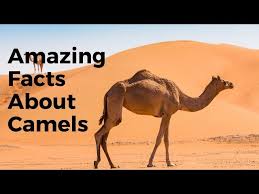 Body fat/ water, wen on long journeys across the desert, camels can go long periods of timewithout food or water because of the energy and nutriens. Camels Store Water In Their Humps True Or False