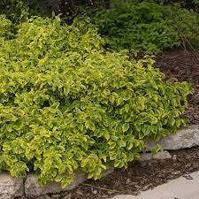 We did not find results for: Gold Splash Euonymus Spring Meadow Wholesale Liners Spring Meadow Nursery