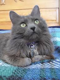20 Most Popular Long Haired Cat Breeds Samoreals Russian Blue Cat Nebelung Cat Blue Cats