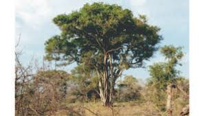 Image result for Balanites maughamii