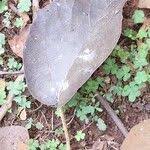 Image result for Cordia millenii