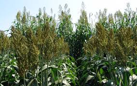 Effetti, caratteristiche, interazioni e un focus sull'olio di cbd e dove poterlo acquistare. Sorghum Sorghum Bicolor L Moench