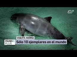 En el mar de méxico, la pesca ilegal fuera de control ha dejado al borde de la extinción a la pequeña vaquita marina. Preocupacion Por La Especie Conocida Como Vaquita Marina Quedan 10 En El Mundo Youtube