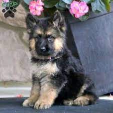 German Shepherd Puppies For Sale Greenfield Puppies German Shepherd Puppies Greenfield Puppies Shepherd Puppies
