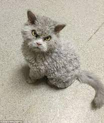 Meet Pompous Albert A Frowning Feline With 44 1k Instagram Followers Cats Rex Cat Selkirk Rex
