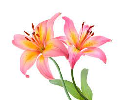 Do not hesitate to call at any hour if you have any questions before or during your time of need. Meaning Of Common Funeral Flowers Jmc Florist