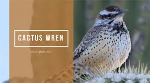 The cactus wren (campylorhynchus brunneicapillus) is a species of wren endemic to the deserts of the cactus wrens have learned to coexist with humans effectively, using human materials and structures for the unclear geographic origin contributed to much ensuing taxonomic confusion. Cactus Wren Bird Facts Traits Profile Behavior Diet Bird Baron