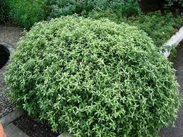 Maybe you would like to learn more about one of these? Pittosporum Pom Pom