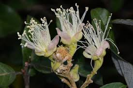 Image result for Maranthes