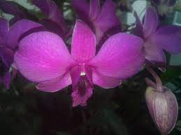 Purple Moth Orchid In Kl Today Moth Orchid Orchids Beautiful Flowers