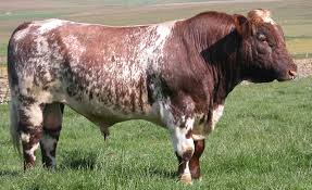 Check spelling or type a new query. Beef Shorthorn Wikipedia