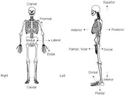 Standard Anatomical Position Anatomical Terms Of Location En Medical512 Human Body Bones Human Anatomy Anatomical