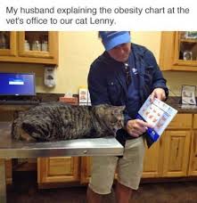 Now Lenny According To This Chart Here You Re Pushing Tubby No Matter What Though You Re Our Tubby Boy An Funny Animal Pictures Funny Animals Funny Cats