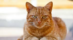 ‪10 Orange Cat Breeds You Should Know‬‏
