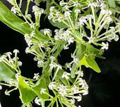 Image result for Cestrum nocturnum