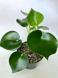 Peperomia Raindrop Peperomia Polybotrya Raindrop Etsy Peperomia Plant Plant Care Houseplant Plants