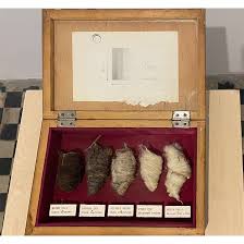 Bildergebnis für Genc Kadriu