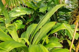 Image result for Curculigo