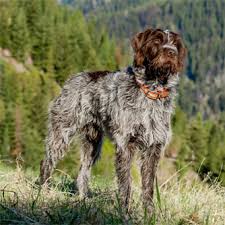 For sale levi a 10 week old wirehaired pointing griffon. Rocky Mountain Griffons Elite Wirehaired Pointing Griffon Breeder