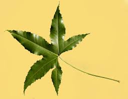 Image result for Cussonia natalensis