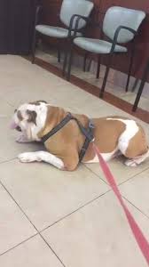Wanting to adopt from florida english bulldog rescue? Larue S Legacy Bulldog Rescue Of South Florida Home Facebook