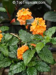 Image result for Crossandra pyrophila