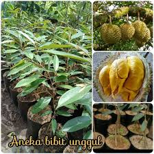 1500 biji x 2 kg = 3000 kilogram. Jual Bibit Durian Musang King Kaki 3 Bibit Buah Durian Musangking Kaki 3 Di Lapak Aneka Bibit Unggul Nirwana Bukalapak