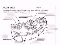 Check spelling or type a new query. 35 Label Plant Cell Diagram Labels For Your Ideas