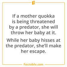 If A Mother Quokka Is Being Threatened By A Predator She Will Throw Her Baby At It Animal Facts Facts Quokka